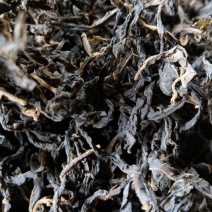炒制青钱柳茶老树青钱柳叶