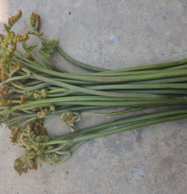 云南红河泸西野生龙爪菜蕨菜