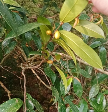 精品深山含笑百年老桩