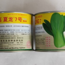 德高夏龙7号青梗菜种子耐热耐雨耐湿丰产