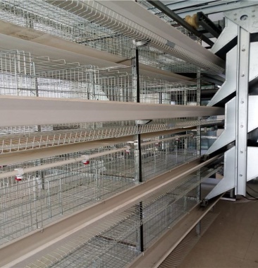 [笼具批发]鸡笼养鸡设备自动化层叠式养鸡鸡笼肉鸡笼蛋鸡笼育雏笼价格