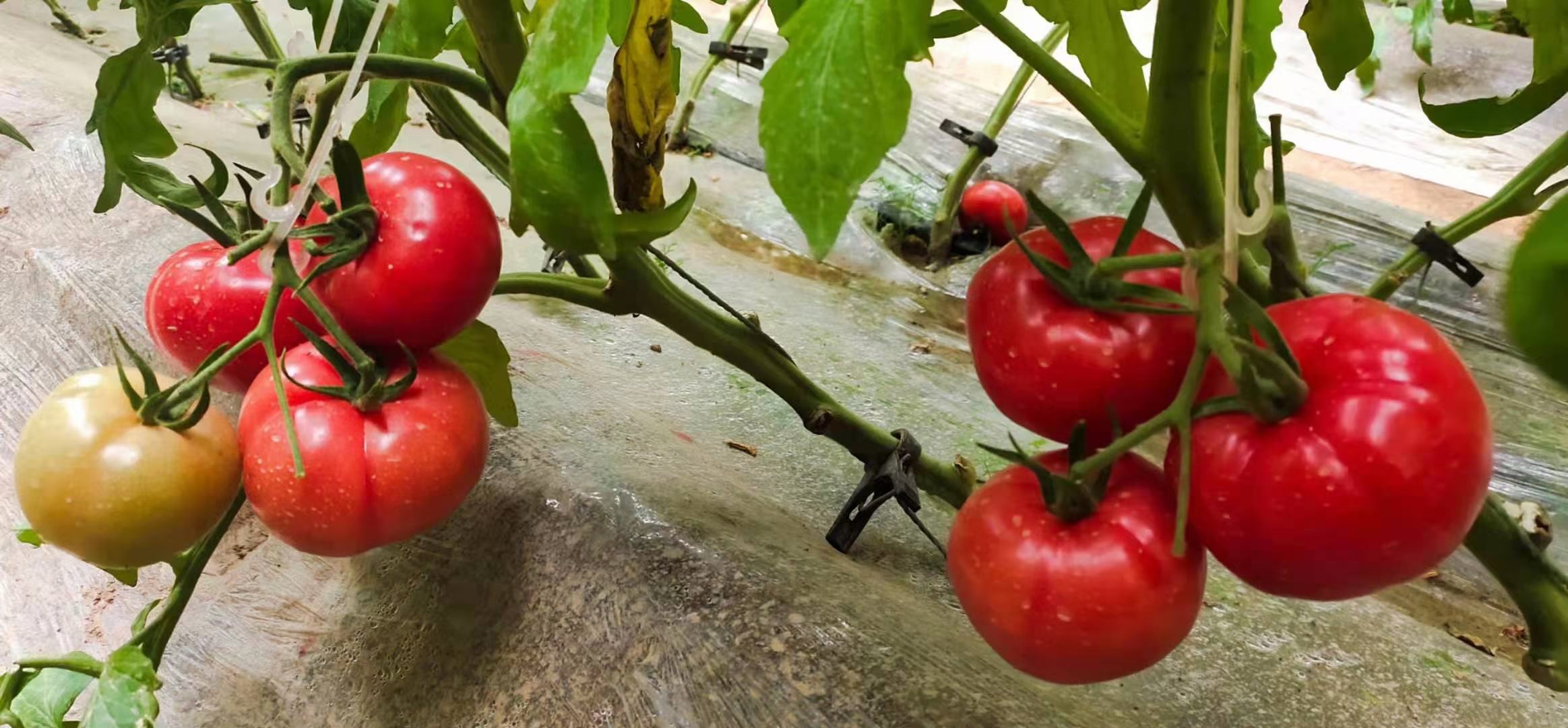 展示普罗旺斯西红柿的果实形态,鲜红饱满,果型均匀 普罗旺斯西红柿果实特写