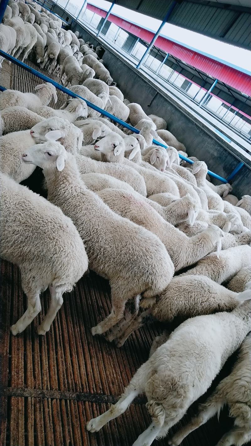 小尾寒羊种羊图片,小尾寒羊羊羔图片_大山谷图库