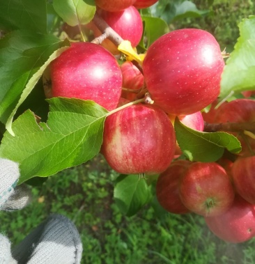 123果树苗,大量上市,有需要的朋友和我联系