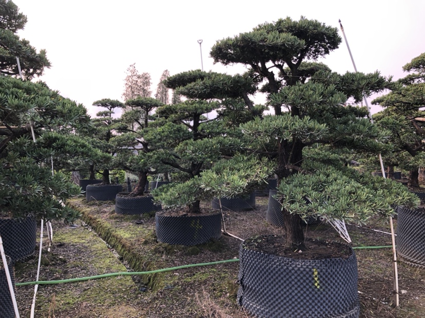 一排造型优美的罗汉松盆景,展现园艺艺术与自然之美,适合用于高端装饰与收藏 罗汉松盆景展示图