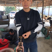 淡水草虾苗，斑节虾，九节虾，提供技术，欢迎来咨询