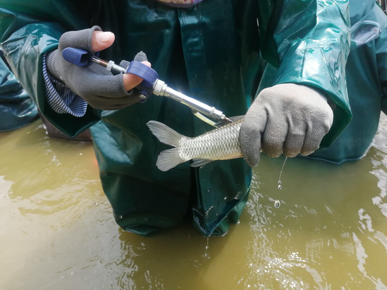 小龙虾苗种投放现场