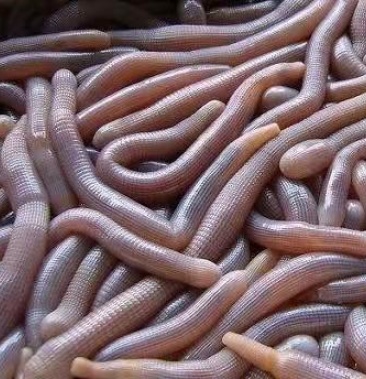 遂溪沙虫干 鲜甜 自家晾晒 干净无沙 全国包邮