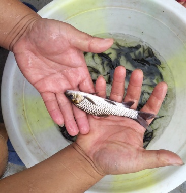 【中华倒刺鲃】青波鱼苗 军鱼 青鱼苗 基地直供