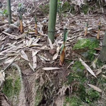 高山苦笋，优质甜苦笋，尝新了，欢迎下单联系！！！