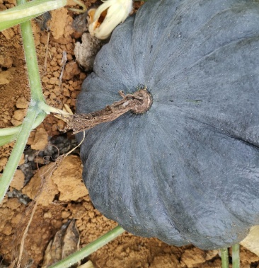 新品癞可丽南瓜正常上市欢迎新老客户洽谈购销