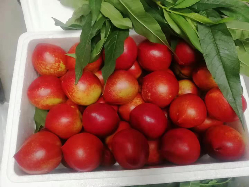 中油金瑞油桃在超市货架与家庭餐桌上的应用场景