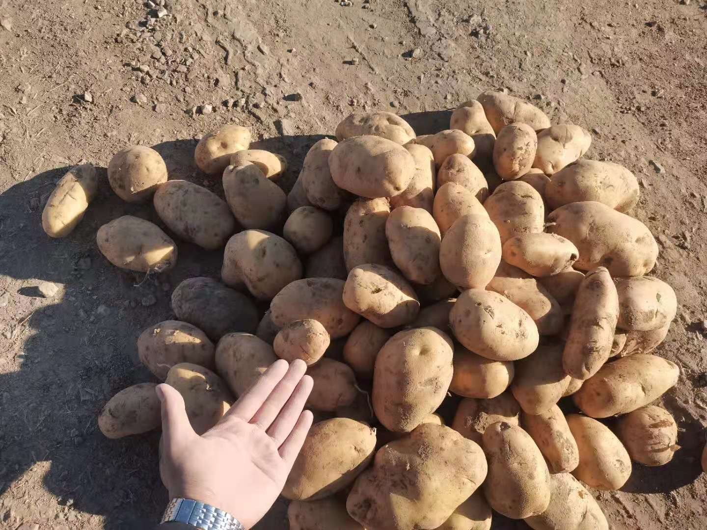 一个明亮的农业展览室内,木质展台上摆放着五个标签清晰的玻璃托盘,每个托盘内放置同一品种的完整马铃薯块茎,分别为荷兰十五、Axel、Karnico、Fontane和Laura,块茎排列整齐,背景墙上挂着荷兰国旗与HZPC公司标志 多种荷兰马铃薯品种对比展示台