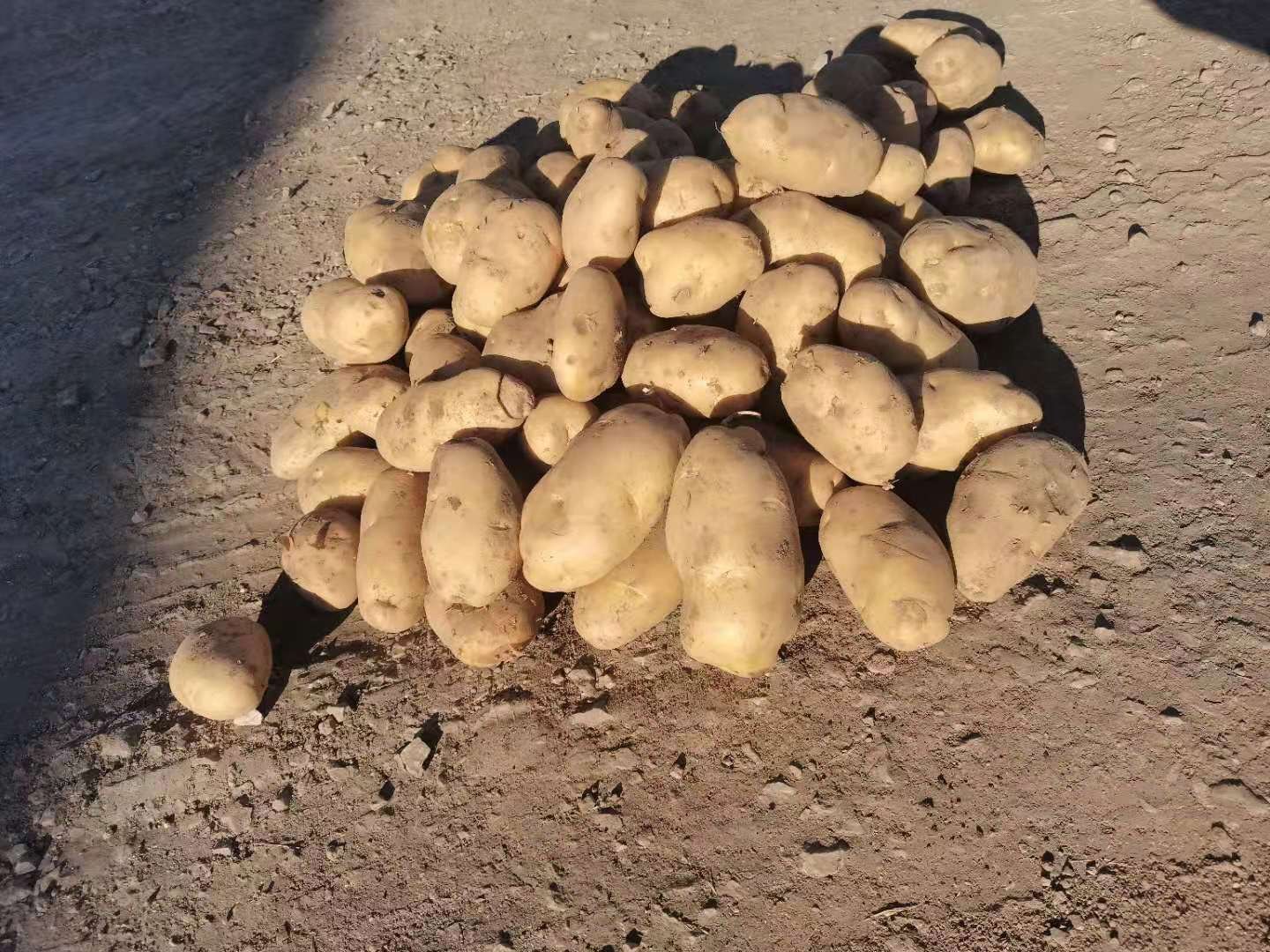 一名穿着工作服的农民蹲在刚翻耕过的土地旁,手中拿着几颗刚出土的荷兰十五马铃薯,块茎表皮干净光滑呈淡黄色,周围散落着其他刚挖出的薯块,背景是一辆正在作业的小型马铃薯收获机,阳光明媚,土壤湿润 农民在田间收获荷兰十五马铃薯