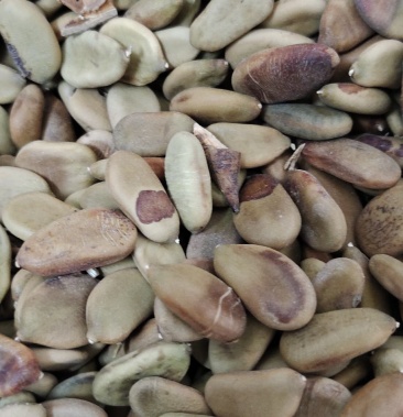 今年新采收原生广苏木种子