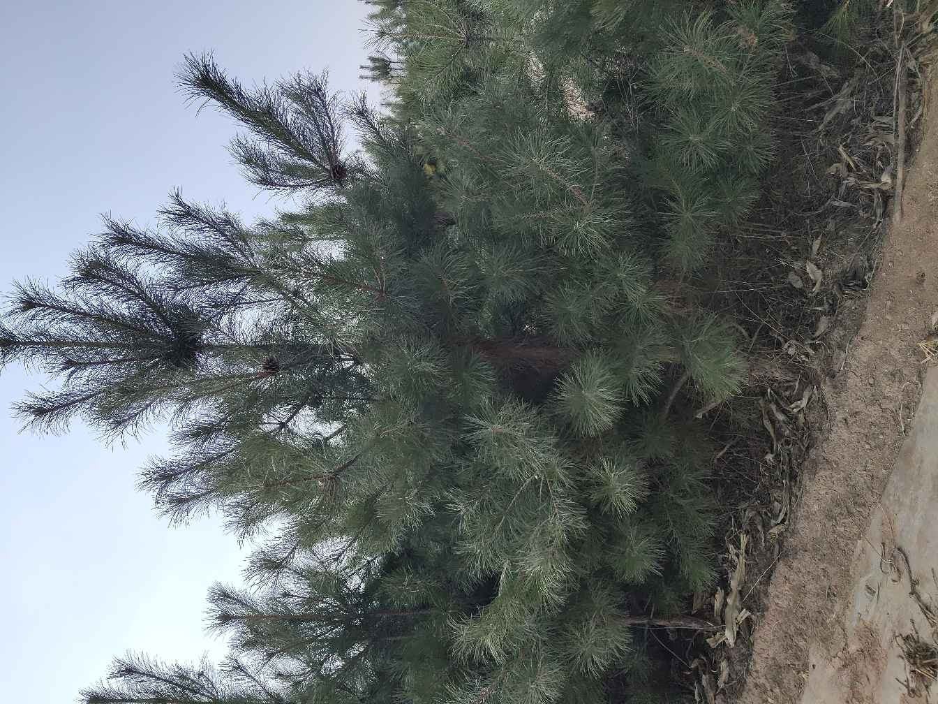 油松针叶的细节展示