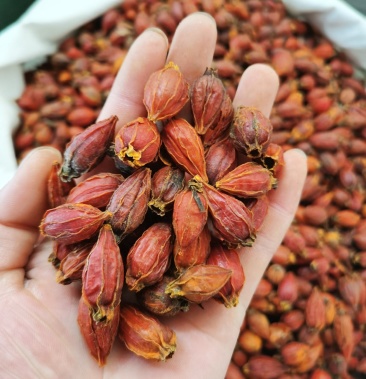 栀子栀子仁江西栀子颗粒饱满一公斤一袋中药材批发零售