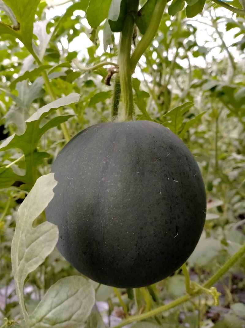 礼品西瓜(西瓜王子)