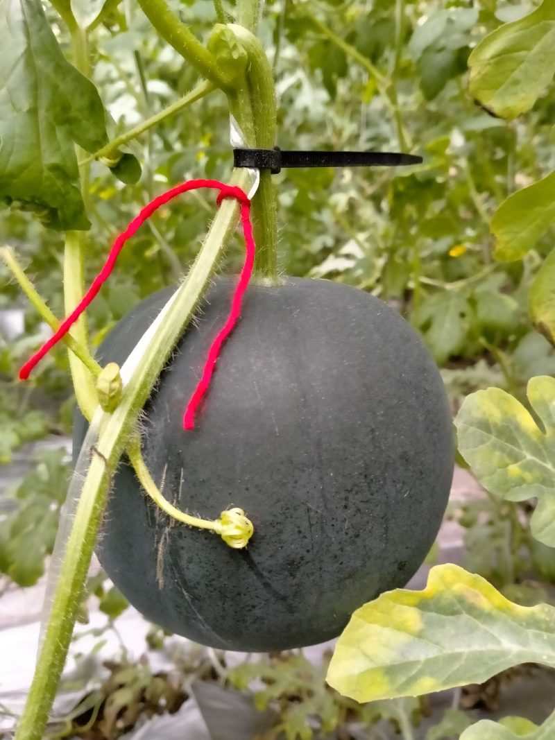 礼品西瓜(西瓜王子)