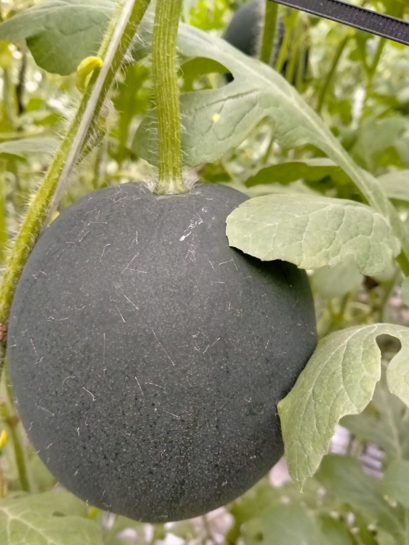 礼品西瓜(西瓜王子)