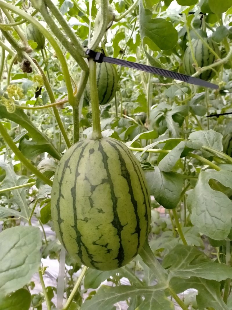 礼品西瓜(西瓜王子)