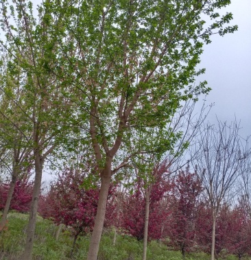 青叶复叶槭青叶复叶槭