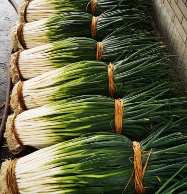 广汉的日本钢葱已经上市了