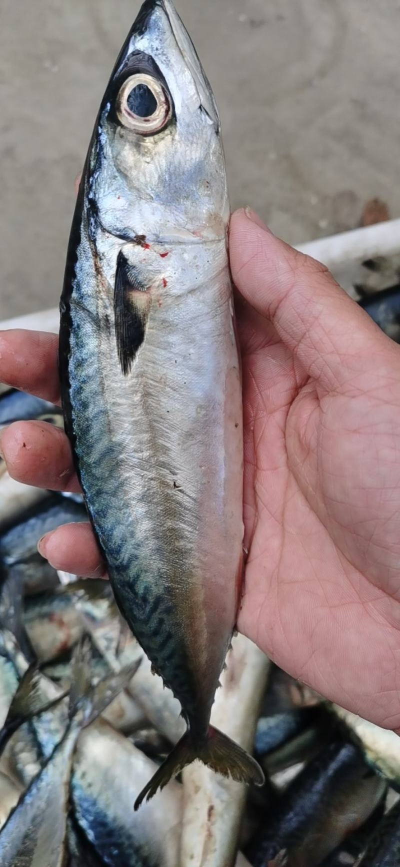 新鲜鲐鲅鱼 青占鱼 青条鱼 批发鲅鱼烧烤食材
