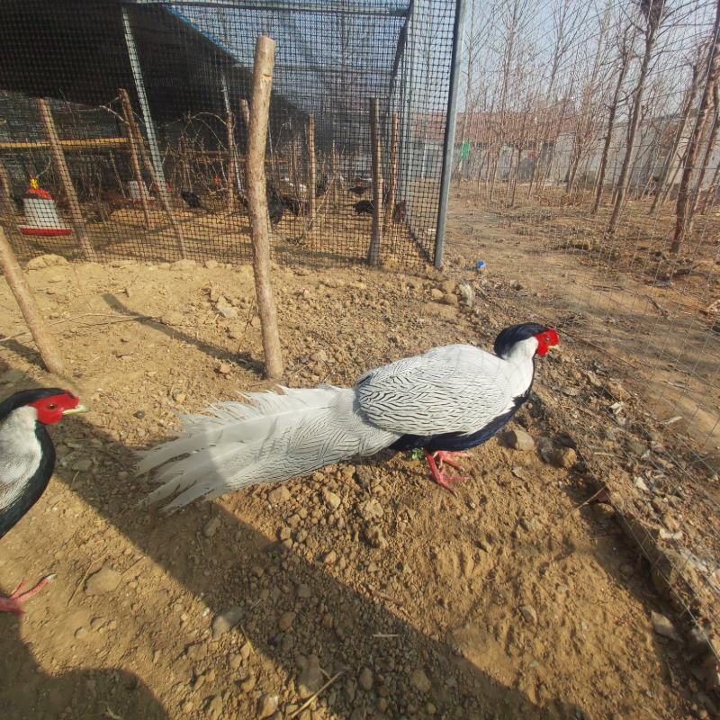 绿山鸡白化山鸡种蛋种苗