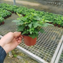 120#110#规格青叶花叶常春藤基地直销批发