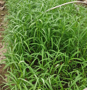 正宗博白通心菜吃一次还想第二次