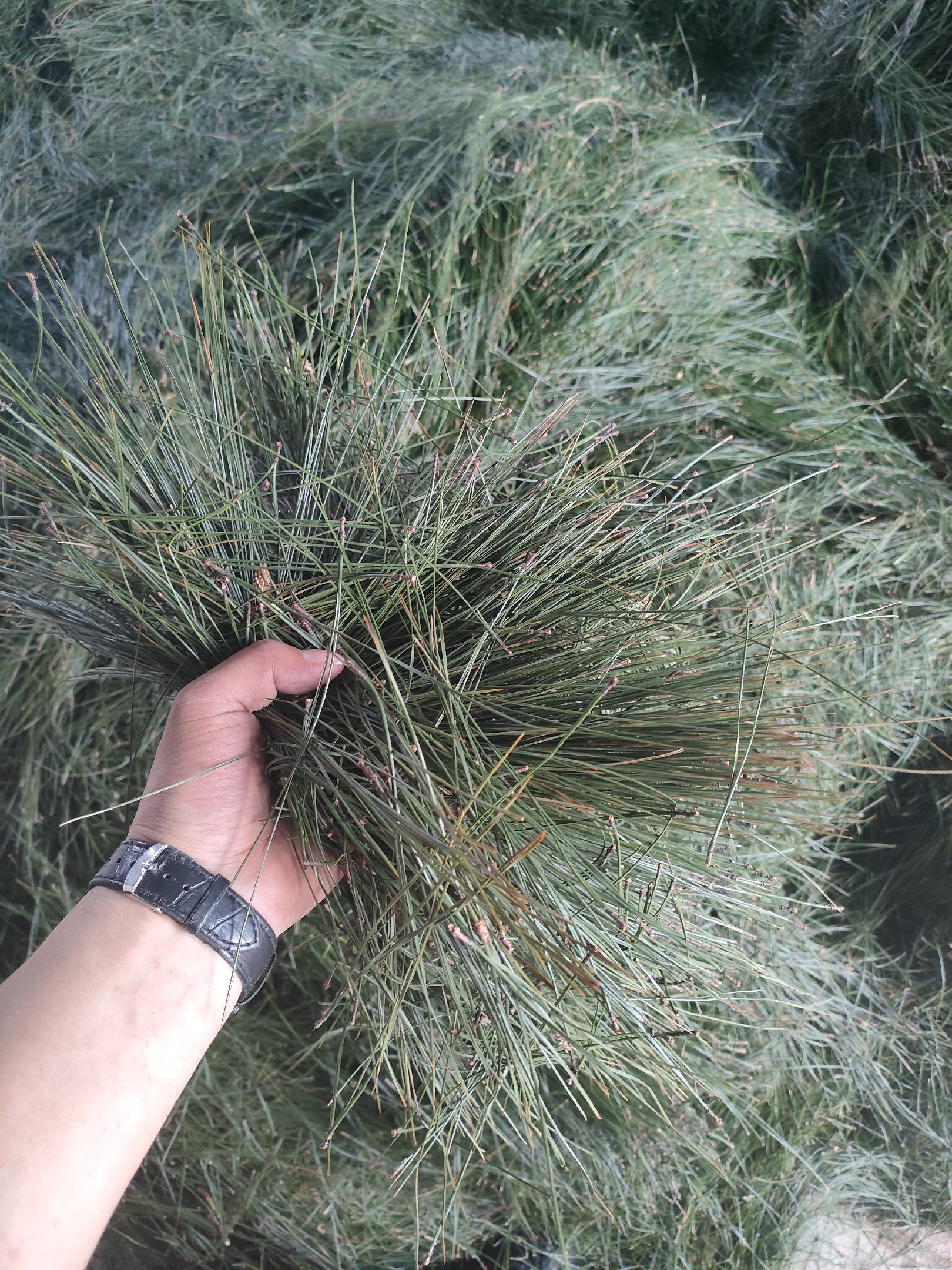 贵州地区新鲜两针马尾松针大量供应