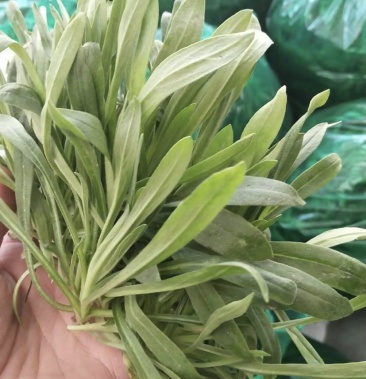 [食叶草批发]面条菜 自己果园套种 无公害 古扎头 可以现场考察价格1.