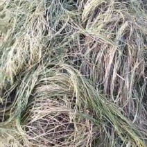 篦齿眼子菜（龙须草）虾蟹养殖改善水质绿化环境