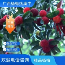 杨梅！广西杨梅，酸甜可口，大量上市中，产地直供，一手货源