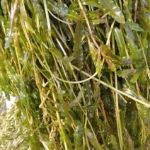 麦黄藻（菹草）可养殖虾蟹可绿化江河湖泊