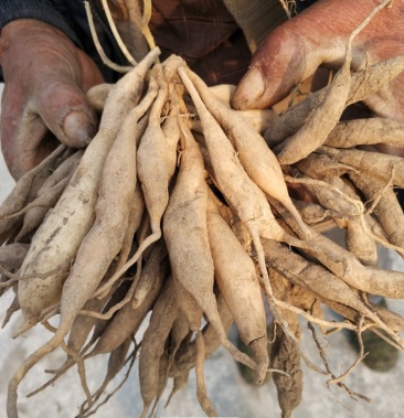 [天冬批发]广西产地天门冬 去根天冬 泡酒酿酒煲汤 现挖新鲜价格13.