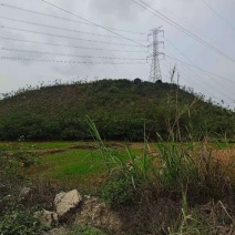 三面环水山岗地通电方便