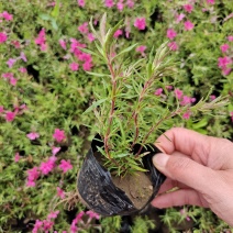丛生福禄考芝樱多年生常绿耐寒宿根草本植物
