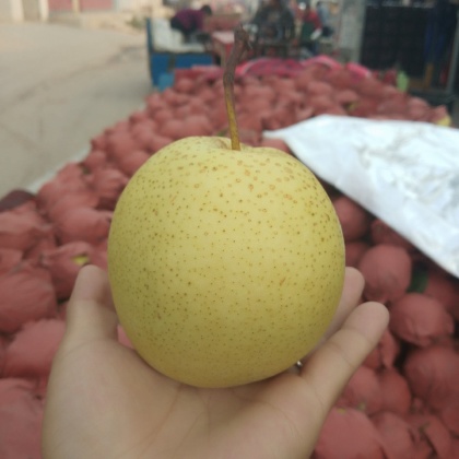 山东青岛莱西市雪梨产地行情