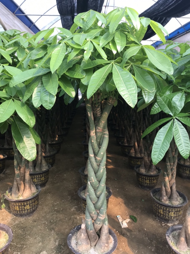 基地直销批发发财树辫子