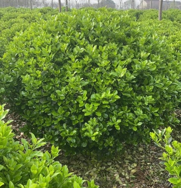 大叶黄杨球冬青球1米5到2米冠幅精品苗工程苗基地直销