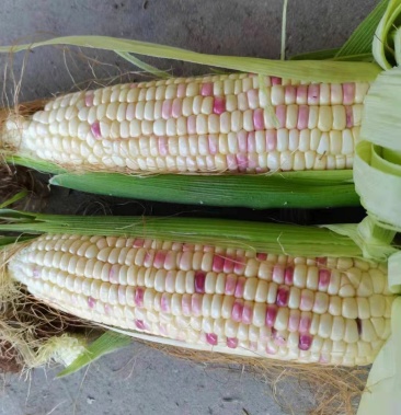 糯玉米,甜加糯,彩糯6号,936