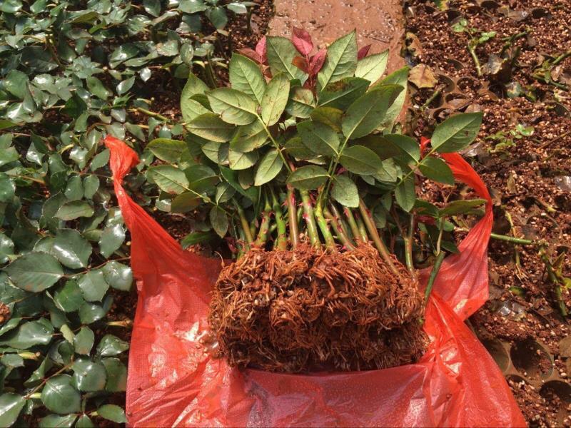 大花月季小苗根系发育特写