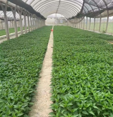 [辣椒苗批发]朝天椒大果型辣椒苗辣椒苗朝天椒苗线椒苗价格0.