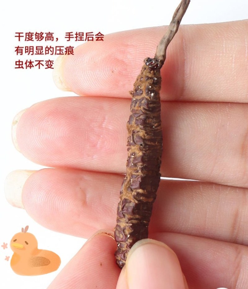四川凉山虫草,大量现货产地直发
