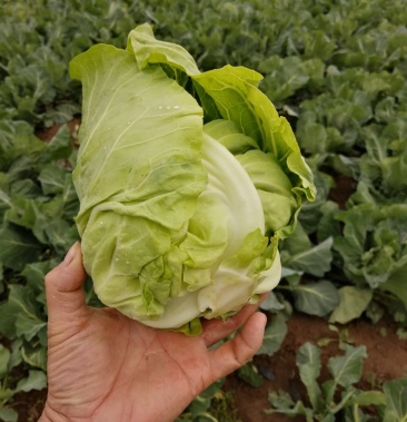 牛心甘兰,精品一斤多.