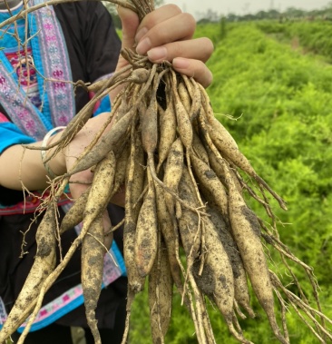 天冬種植季,優質天冬苗,可視頻看貨選貨,歡迎下單預訂