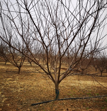 山杏 山杏圃苗 精品山杏 苗圃直供