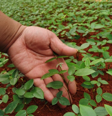优质的原生态山豆根苗